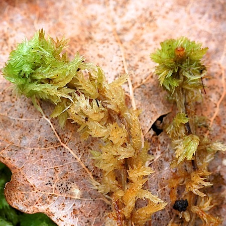 sphagnum compactum