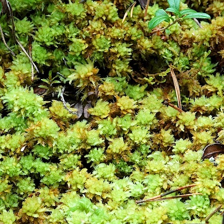 sphagnum compactum