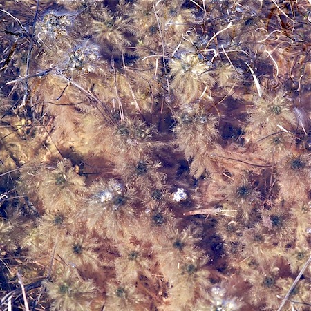 sphagnum cuspidatum