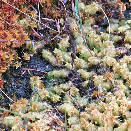 sphagnum cuspidatum