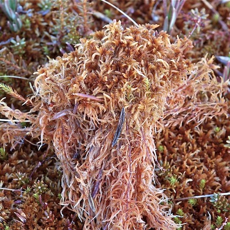 sphagnum fuscum
