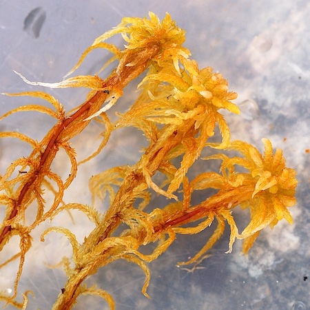 Sphagnum fuscum