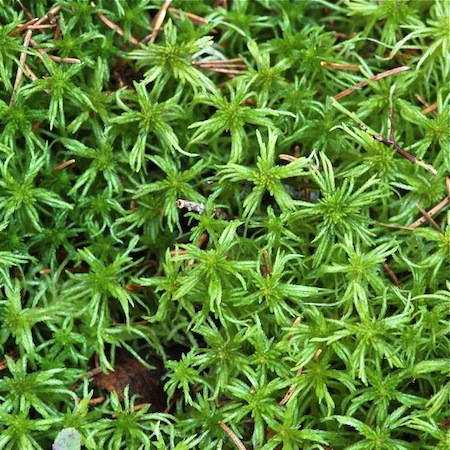sphagnum girgensohnii