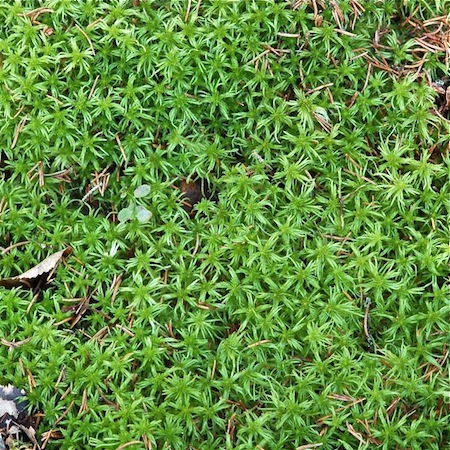 sphagnum girgensohnii