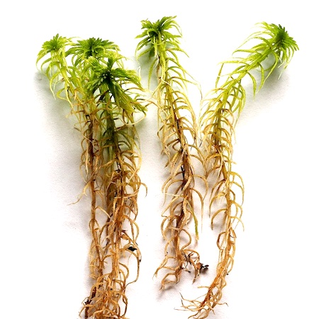 Sphagnum girgensohnii