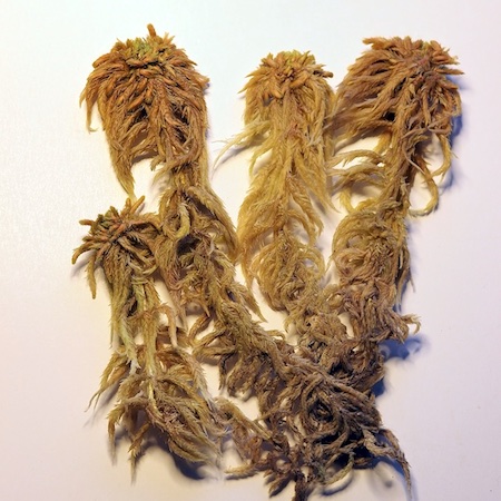 Sphagnum inundatum