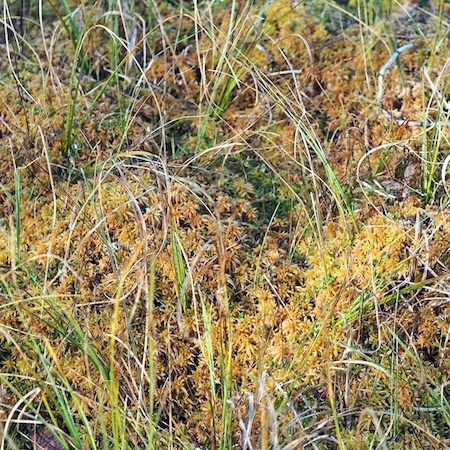 Sphagnum inundatum