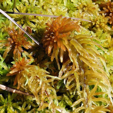 Sphagnum lindbergii