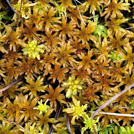 Sphagnum lindbergii
