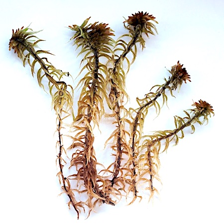 Sphagnum lindbergii