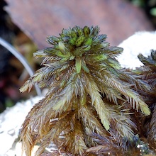 Sphagnum lindbergii