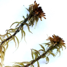 <empSphagnum lindbergiity>