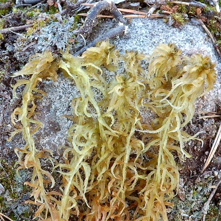 sphagnum majus