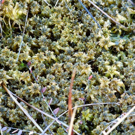 sphagnum majus