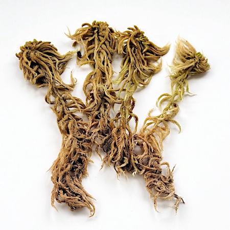 Sphagnum lindbergii