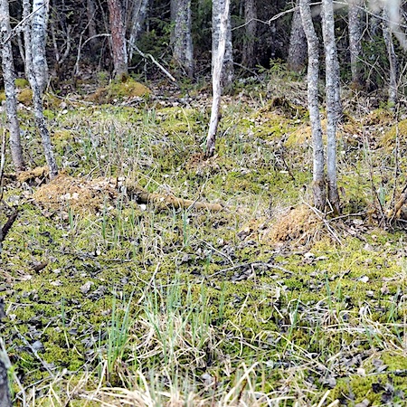 Sphagnum lindbergii
