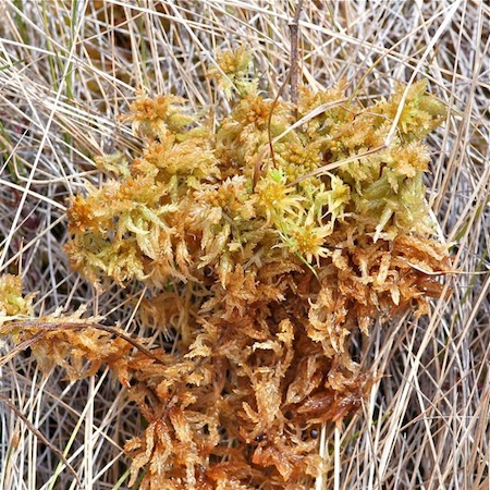 sphagnum papillosum