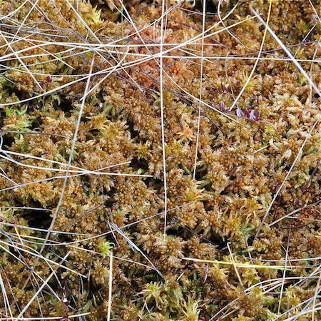 sphagnum papillosum