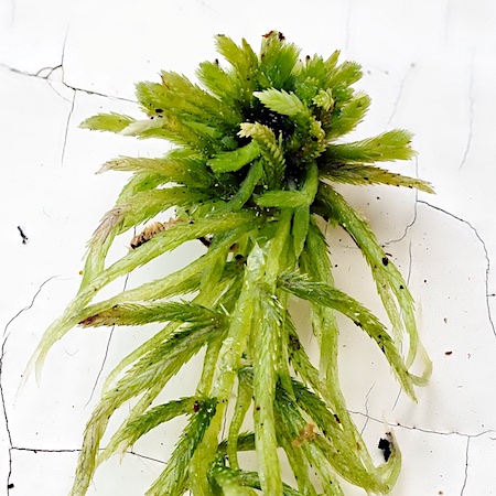 Sphagnum quinquefarium