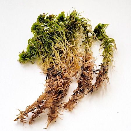 Sphagnum quinquefarium