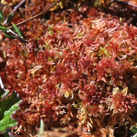 sphagnum rubellum