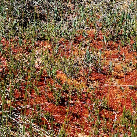 sphagnum rubellum