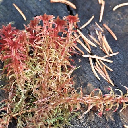 sphagnum russowii