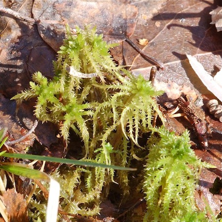 sphagnum squarrosum