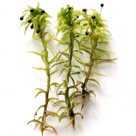 Sphagnum squarrosum