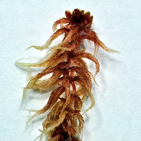 sphagnum subnitens