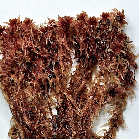 sphagnum subnitens
