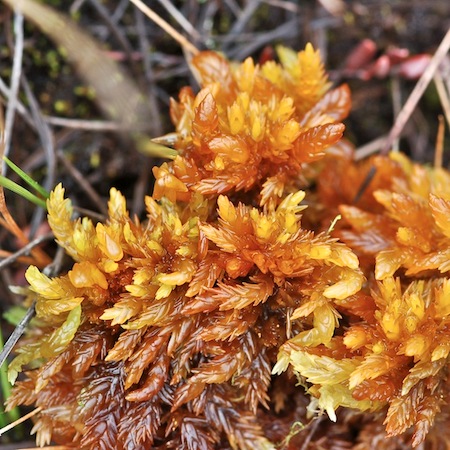 sphagnum subsecundum