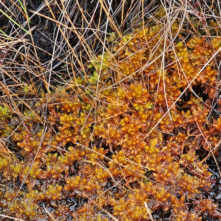 sphagnum subsecundum