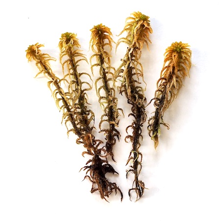 Sphagnum subsecundum