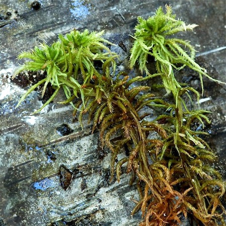 sphagnum teres