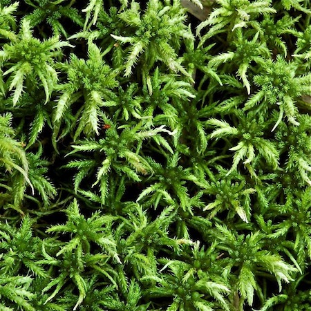 sphagnum teres