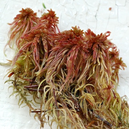sphagnum warnstorfii
