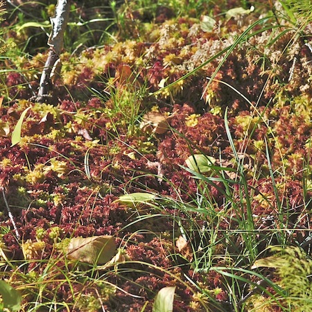 sphagnum warnstorfii