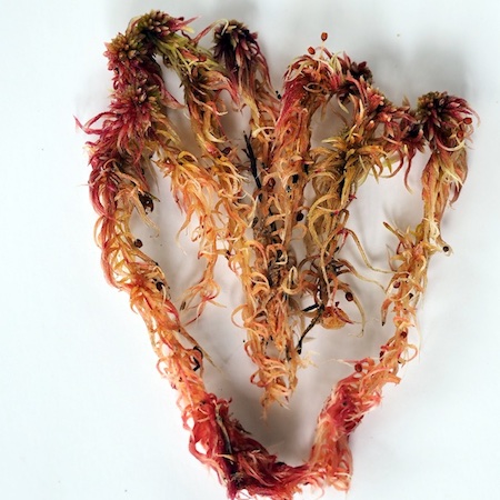 Sphagnum warnstorfii