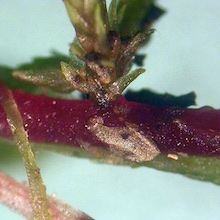 Sphagnum warnstorfii