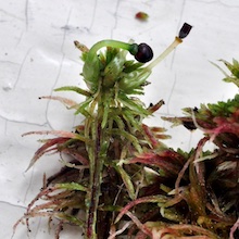 Sphagnum warnstorfii