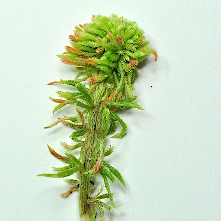Sphagnum wulfianum
