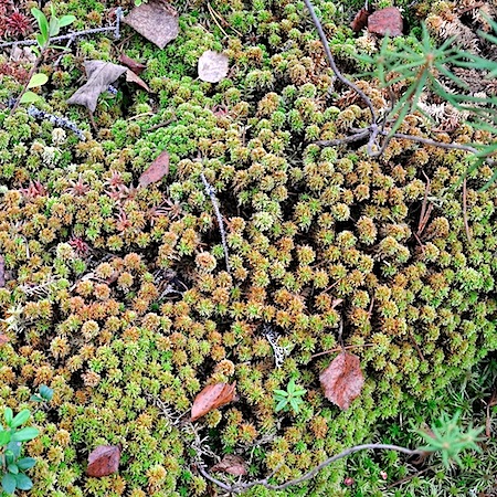 Sphagnum wulfianum