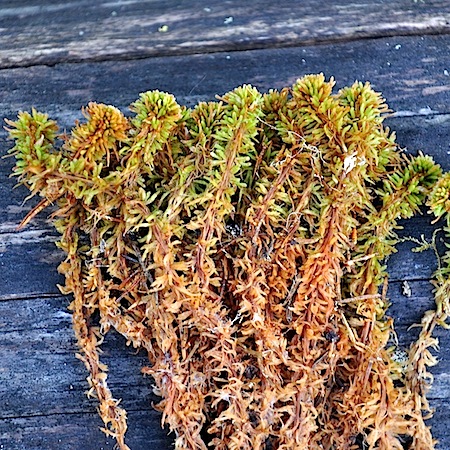 Sphagnum wulfianum