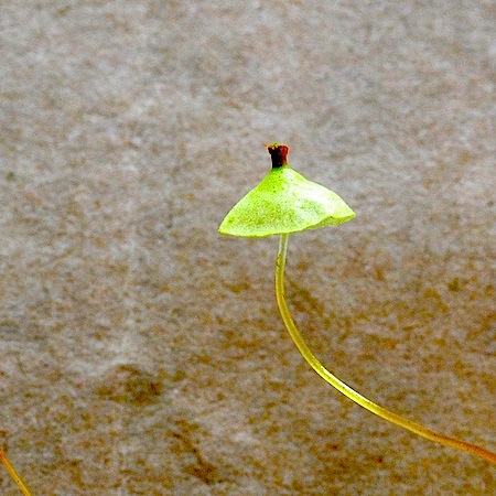 splachnum luteum