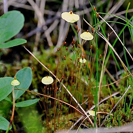 splachnum luteum