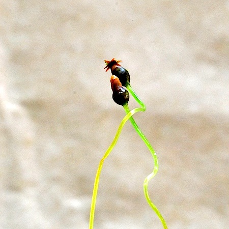 Splachnum sphaericum