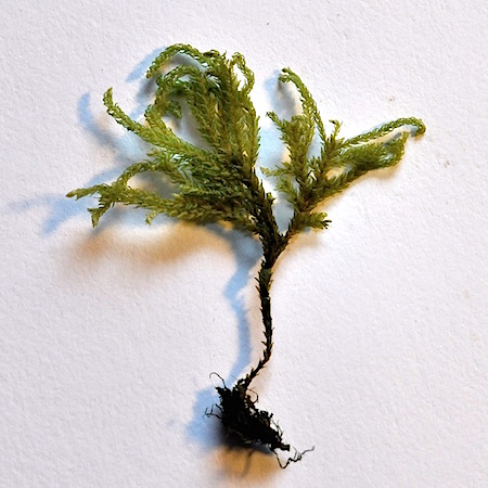 Thamnobryum alopecurum