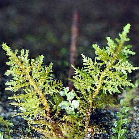 Thuidium recognitum