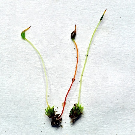 Tortula cernua